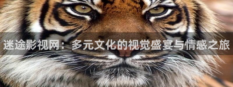 被窝影院在线免费观看：迷途影视网：多元文化的视觉盛宴与情感之旅